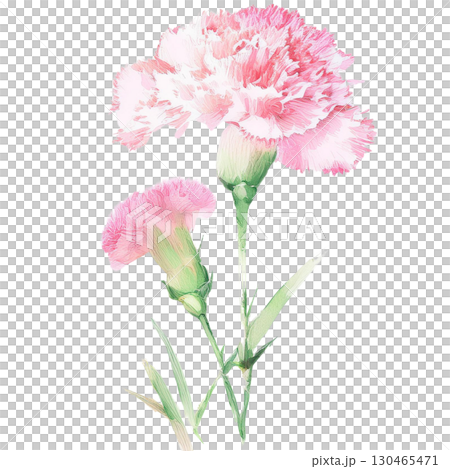 水彩母親節康乃馨 130465471