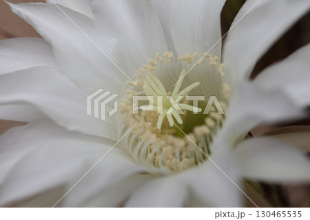 短毛丸・多肉植物の花 130465535