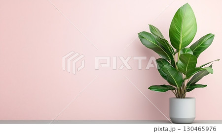 Elegant indoor plant in a modern pot against a soft pink wall for home decor inspiration 130465976