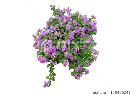 Purple lantana flower plant Purple lantana flower plant 130466241