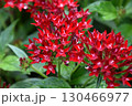 宇治市植物公園 宇治市植物公園 130466977