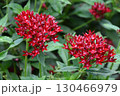 宇治市植物公園 宇治市植物公園 130466979