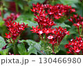 宇治市植物公園 宇治市植物公園 130466980