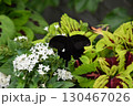 宇治市植物公園 宇治市植物公園 130467026
