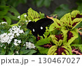宇治市植物公園 宇治市植物公園 130467027