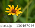 宇治市植物公園 宇治市植物公園 130467046