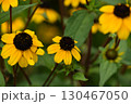 宇治市植物公園 宇治市植物公園 130467050