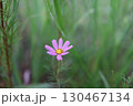 可憐な花 130467134