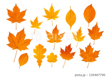 秋の紅葉のリアル写真風透過素材セット 130467790