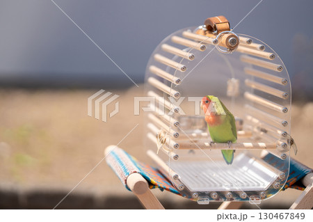 おしゃれな鳥籠に入っている色のきれいなコザクラインコ おしゃれな鳥籠に入っている色のきれいなコザクラインコ 130467849