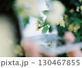 モッコウバラと鏡を持つ手 130467855