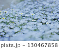 ふんわりネモフィラ 130467858