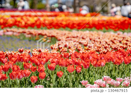 岐阜県海津市　春の木曽三川公園で咲き誇るチューリップ畑と観光客 130467915