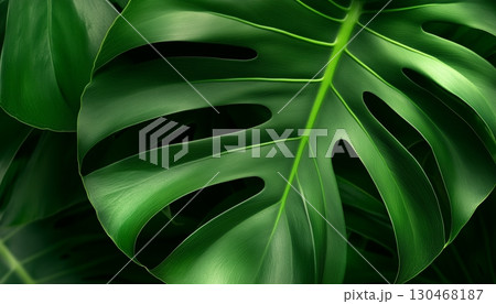 Monstera leaf macro photo foliage surface dramatic effect darkness background 130468187