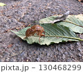 夏の終わり　蝉の抜け殻 130468299