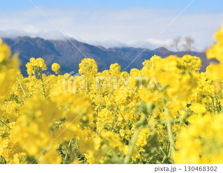 滋賀県　菜の花と山 130468302