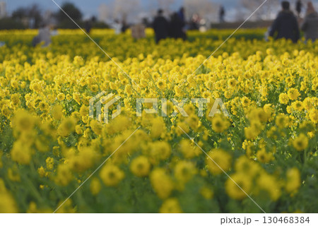 滋賀県守山市  菜の花 130468384