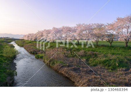滋賀県 桜並木 滋賀県 桜並木 130468394