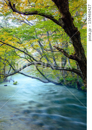奥入瀬渓流の10月下旬の紅葉(青森県十和田市) 奥入瀬渓流の10月下旬の紅葉(青森県十和田市) 130468427