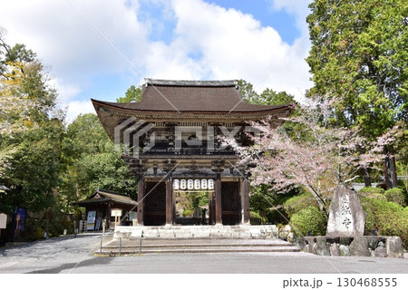 大津市　三井寺（園城寺）仁王門と満開桜 130468555