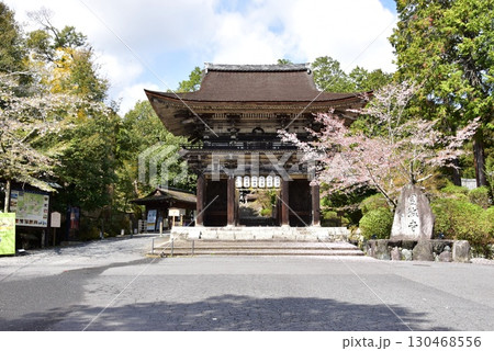 大津市 三井寺(園城寺)仁王門と満開桜 大津市 三井寺(園城寺)仁王門と満開桜 130468556