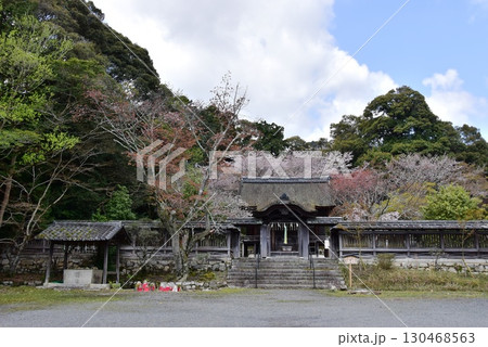 大津市 三井寺(園城寺)境内の護法社唐門と満期桜 大津市 三井寺(園城寺)境内の護法社唐門と満期桜 130468563