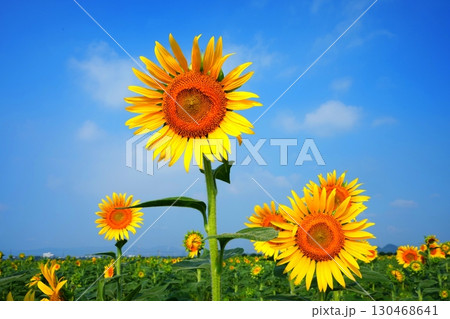 ひまわり畑140 130468641
