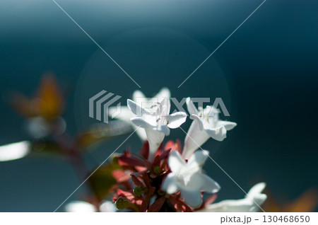 アベリア 130468650