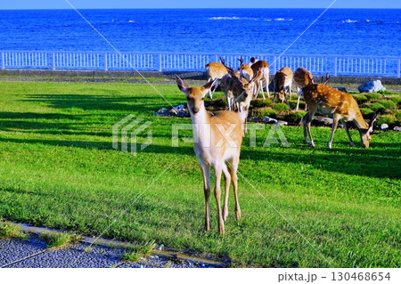 宗谷岬に出没したエゾシカ 130468654