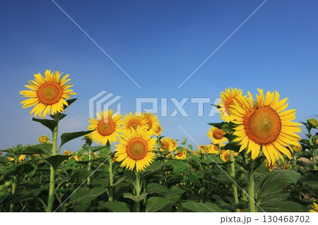 ひまわり畑3908 130468702