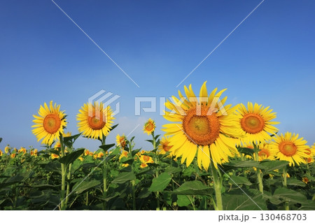 ひまわり畑3909 130468703