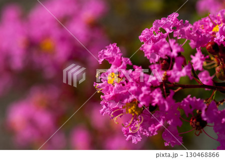 百日紅の花 130468866