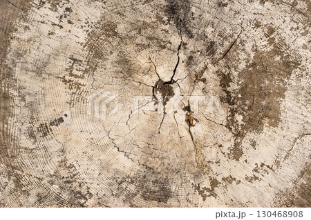 Majestic Tree Stump with Weathered Character 130468908