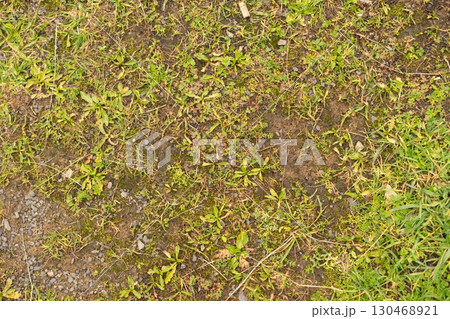 Lush Green Landscape with Wildflowers and Weeds 130468921