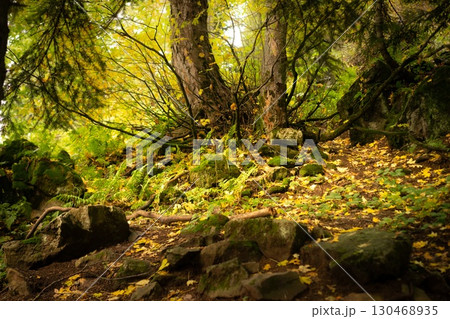 Golden Autumn Leaves Scattered on the Ground Golden Autumn Leaves Scattered on the Ground 130468935