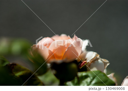 オレンジの薔薇 130469008