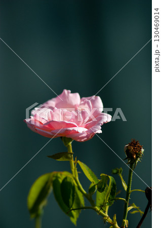 ピンクの薔薇 130469014
