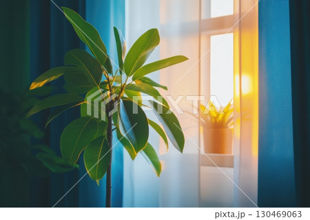 Sunset light filtering through curtains illuminating a potted plant near a window 130469063