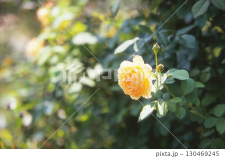 黄色のバラ 130469245