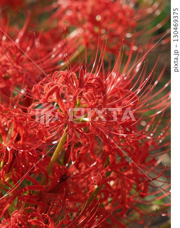 彼岸花／ヒガンバナ(Lycoris radiata) 130469375