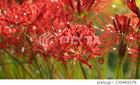 彼岸花/ヒガンバナ(Lycoris radiata) 彼岸花/ヒガンバナ(Lycoris radiata) 130469376