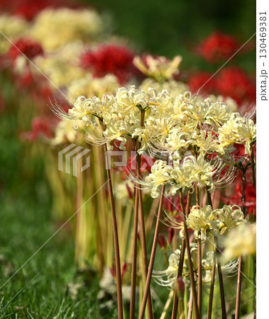 彼岸花/ヒガンバナ(Lycoris radiata) 彼岸花/ヒガンバナ(Lycoris radiata) 130469381