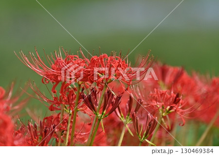 彼岸花／ヒガンバナ(Lycoris radiata) 130469384