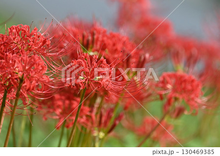 彼岸花/ヒガンバナ(Lycoris radiata) 彼岸花/ヒガンバナ(Lycoris radiata) 130469385