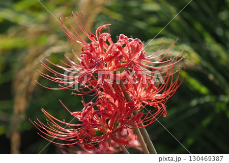 彼岸花／ヒガンバナ(Lycoris radiata) 130469387
