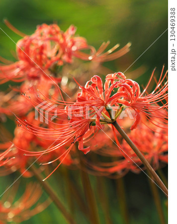 彼岸花／ヒガンバナ(Lycoris radiata) 130469388