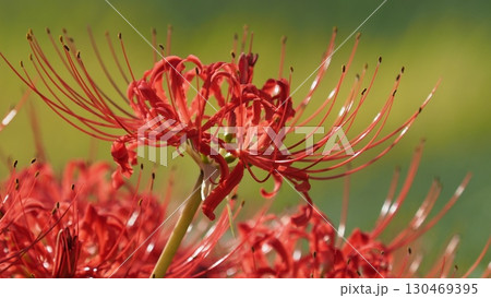 彼岸花／ヒガンバナ(Lycoris radiata) 130469395