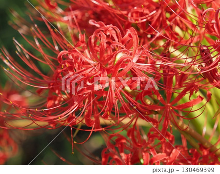 彼岸花/ヒガンバナ(Lycoris radiata) 彼岸花/ヒガンバナ(Lycoris radiata) 130469399