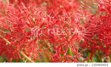 彼岸花／ヒガンバナ(Lycoris radiata) 130469403