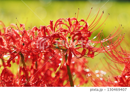 彼岸花／ヒガンバナ(Lycoris radiata) 130469407